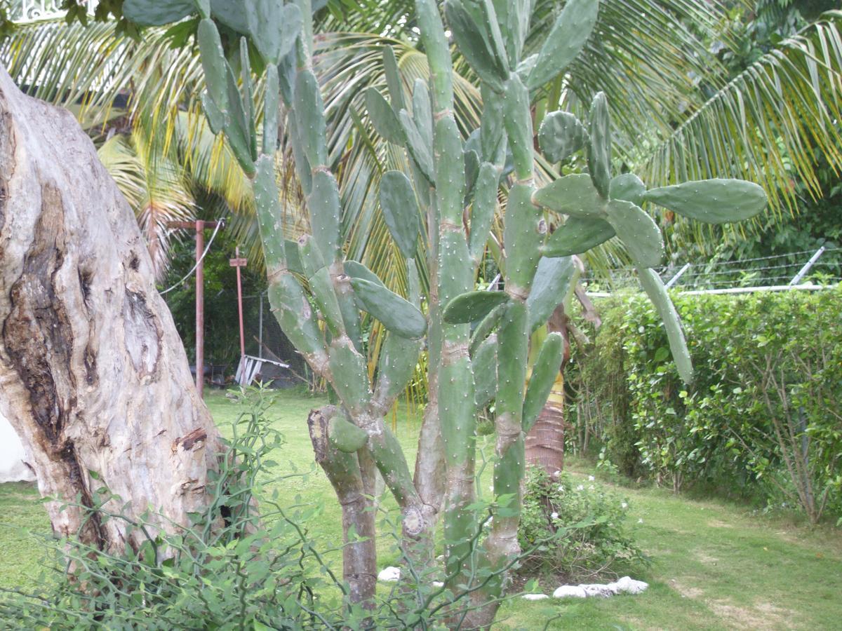 Whistling Villa Runaway Bay Exterior foto